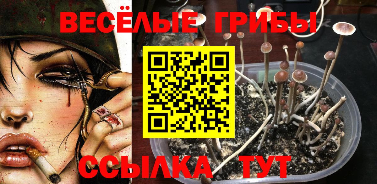 купить наркотик  Вход с VPN  Псилоцибиновые грибы GOLDEN TEACHER  Сарапул  Псилоцибиновые грибы мицелий 